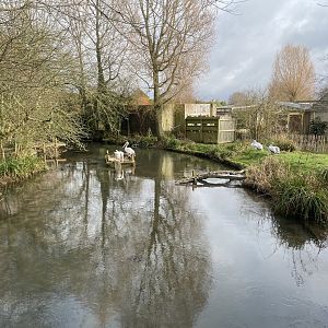 Pink-backed pelican enclosure 010323