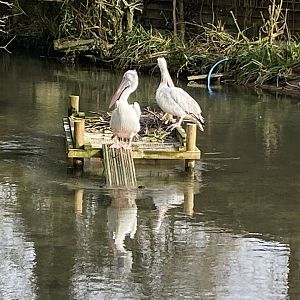 Pink-backed pelicans 010323