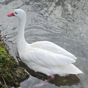 Coscoroba swan 010323