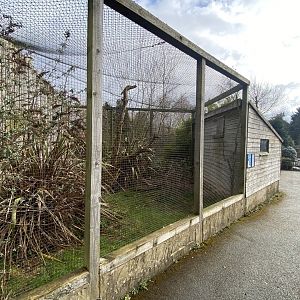 Northern helmeted curassow aviary 010323