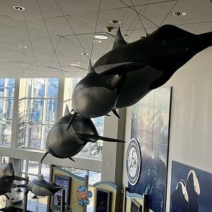 Dall Porpoises replicas