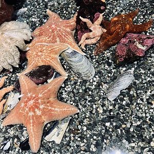 Starfish