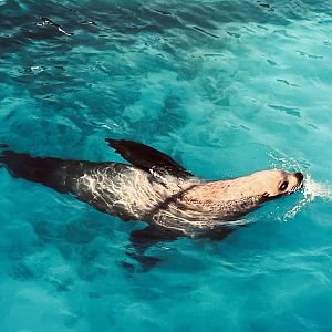 Steller Sea Lion