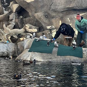 Sea Bird Interaction with Keepers