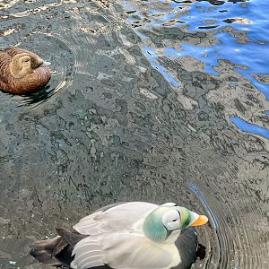 Spectacled Eiders