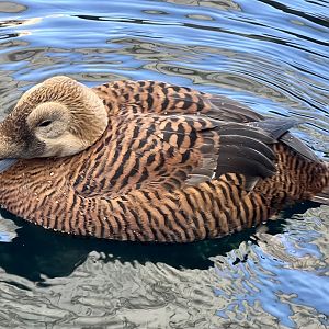 Spectacled Eider