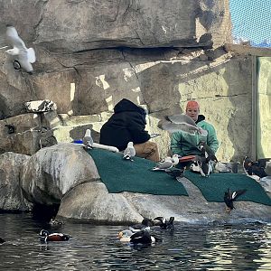 Sea Bird Interaction