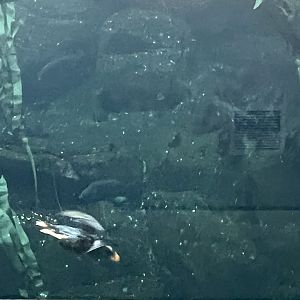 Diving Tufted Puffin