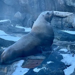 Steller Sea Lion
