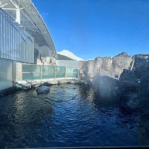Steller Sea Lion outside surface viewing