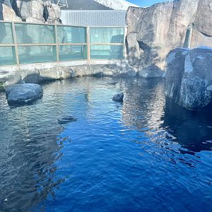 Steller Sea Lion pool