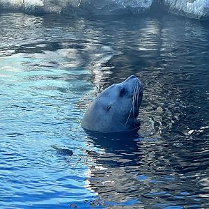 Steller Sea Lion