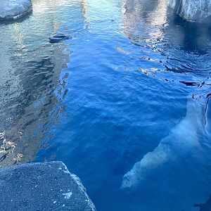 Steller Sea Lion submerged