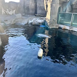 Exterior Surface Viewing of Spotted, Harbor, and Ringed Seals