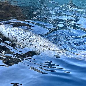 Spotted Seal