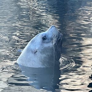 Steller Sea Lion