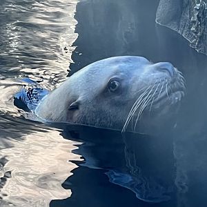 Steller Sea Lion