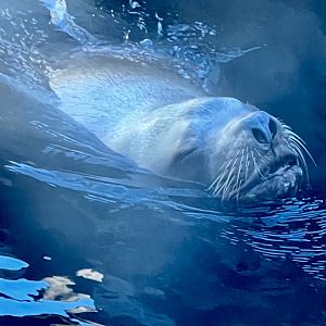 Steller Sea Lion