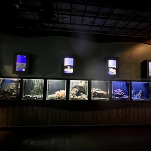 Deep water creatures