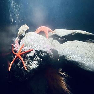 Sea Stars