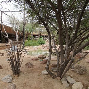 Walkthrough Aviary in the Arizona Trail - 3/7/23