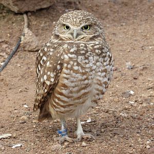 Burrowing Owl - 3/7/23