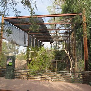 California Condor Exhibit - 3/7/23