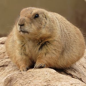 Black-tailed Prairie Dog - 3/7/23