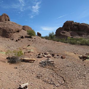 Desert Bighorn Sheep Exhibit - 3/7/23