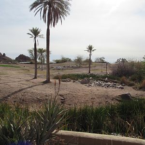 Mixed Species African Savanna - 3/7/23