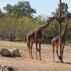 Masai Giraffes - 3/7/23