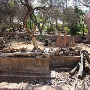 African Crested Porcupine Exhibit - 3/7/23