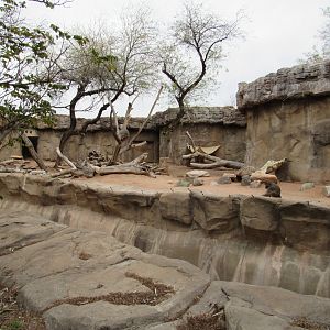 Hamadryas Baboon Exhibit - 3/7/23