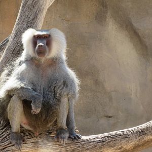 Hamadryas Baboon - 3/7/23