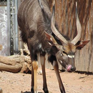 Lowland Nyala - 3/7/23