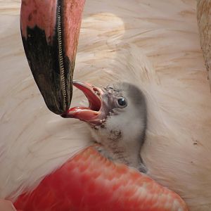 Greater Flamingo Chick - 3/7/23