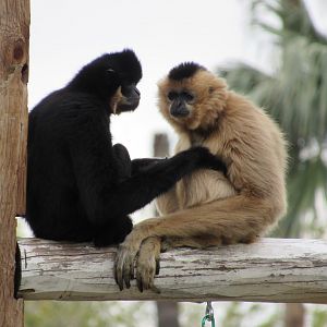 White-cheeked Gibbons - 3/7/23