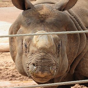 Chutti the Indian Rhinoceros - 3/7/23