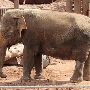 Asian Elephant Indu - 3/7/23