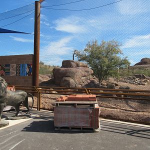 Predator Passage Construction, African Lion Exhibit - 3/7/23