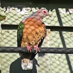 Purple-tailed imperial-pigeon (historical photo)