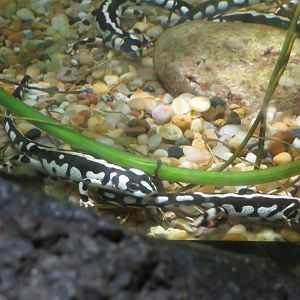 Kaiser's Spotted Newts