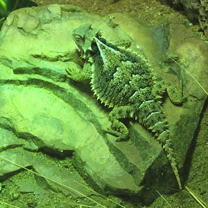 Mexican Giant Horned Lizard