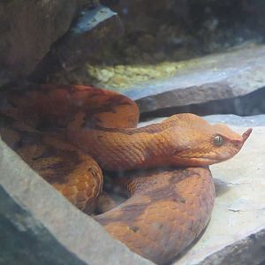 Long-nosed Viper