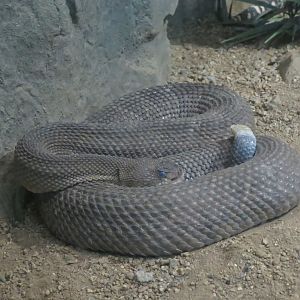 Mexican West Coast Rattlesnake