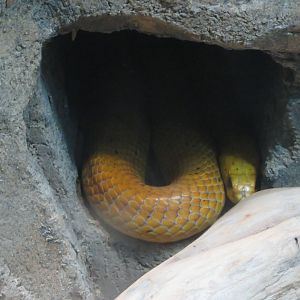 Cape Cobra