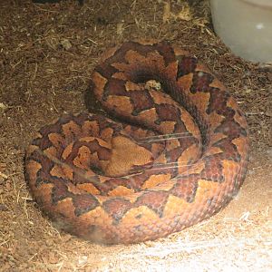 Long-nosed Viper