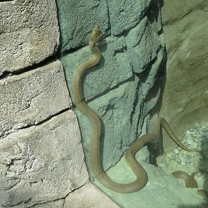 Baja California Ratsnake