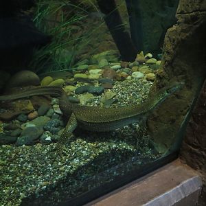 Mertens' Water Monitor