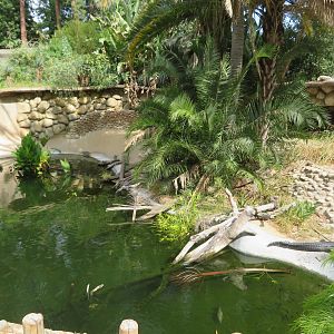 Gharial/Turtle Pond